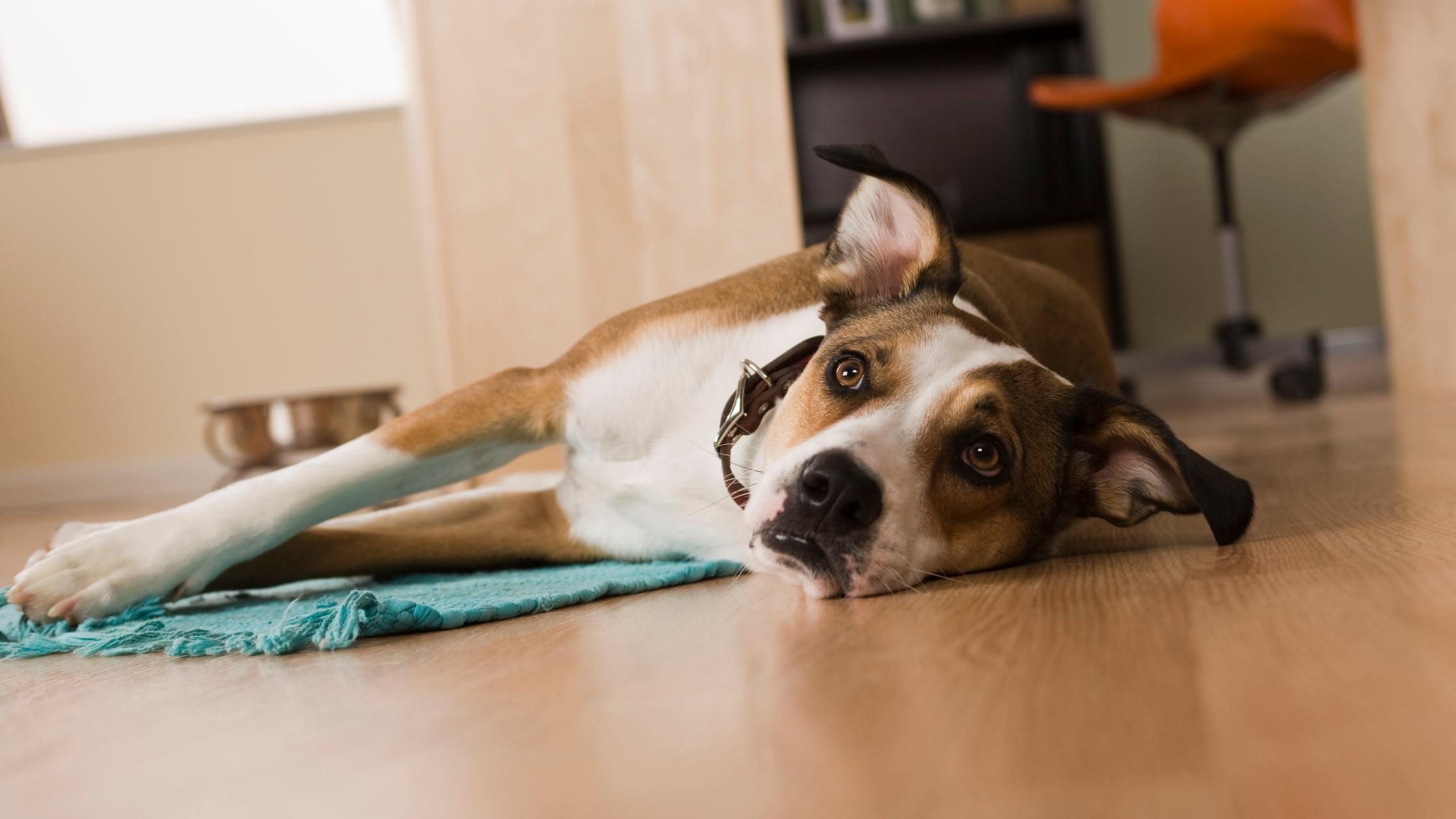 My Dog's Stomach is Gurgling Very Loudly