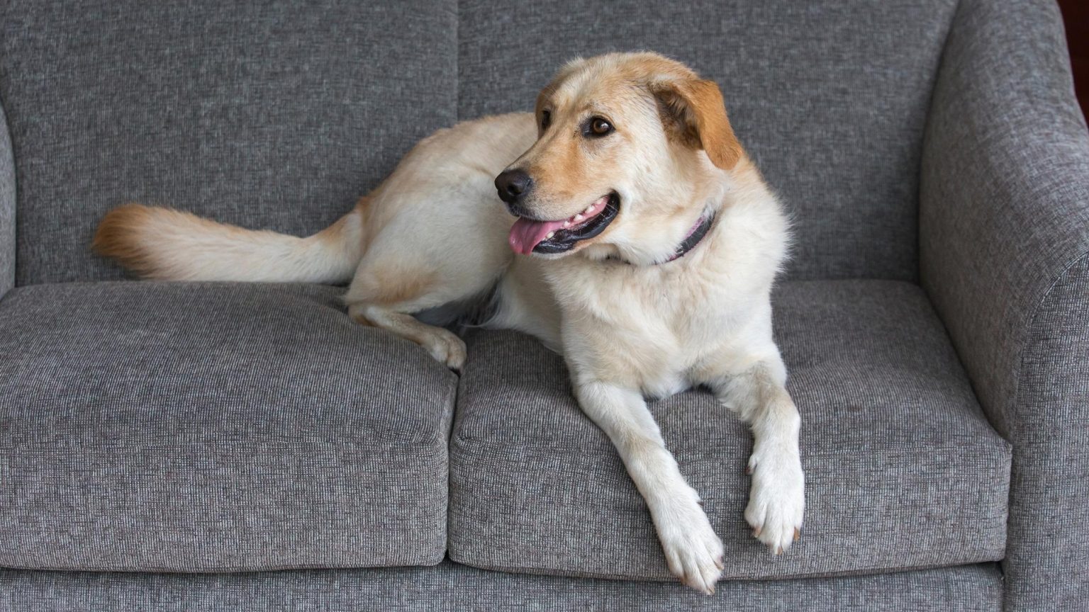 My Dog's Stomach is Gurgling Very Loudly