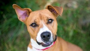 How Do Dogs Show Affection? 26 Supercute Signs They Love You!