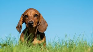 dachshund separation anxiety