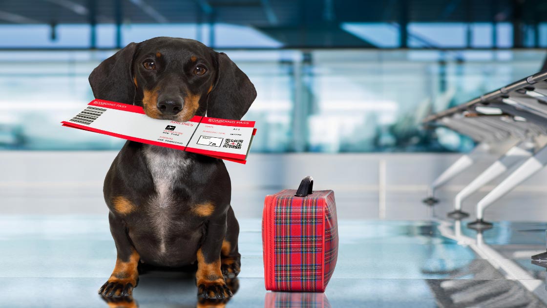 Flying With An Anxious Dog What To Know Before You Go