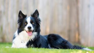 Boarder Collie lying down on the grass - Dog Anxiety Solutions