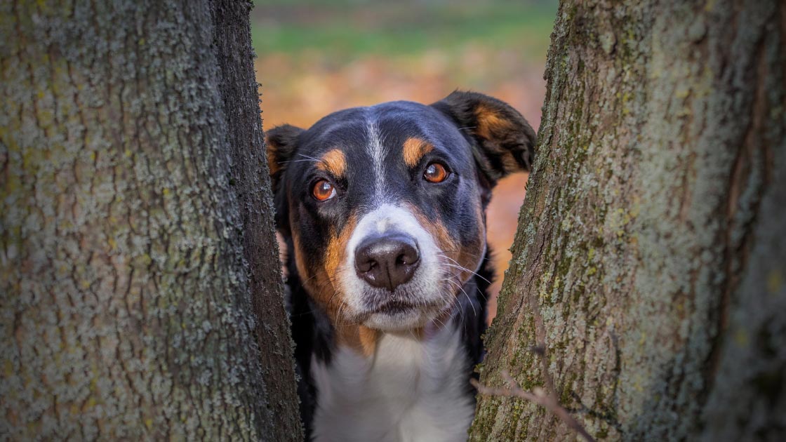 Picture of Noise Anxiety in Dogs, Dealing with Noise Phobia - AnxiousCanine.com