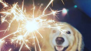 dogs are afraid of fireworks
