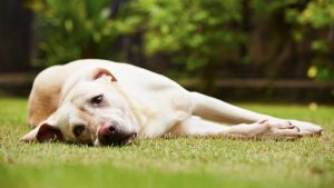 Signs of Dog Anxiety, dog lying in the grass