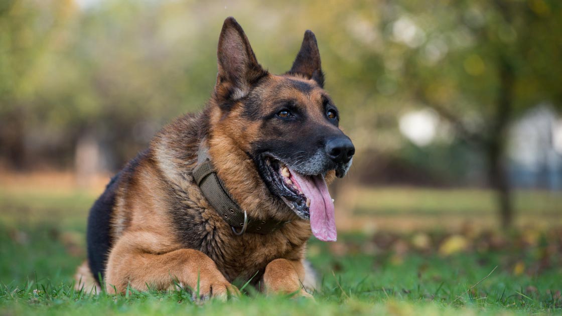 Most Anxious Dog Breeds Prone to Anxiety