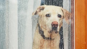 social anxiety in dogs - dog looking out of a rain soaked window