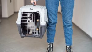 Travel anxiety in dogs