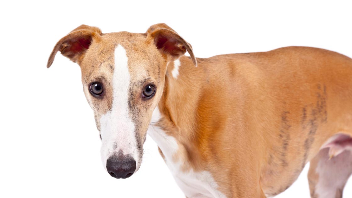 Whippet Separation Anxiety Stopping Anxious Dog Breed Stress When Left