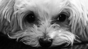 Maltipoo separation anxiety