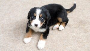 puppy anxiety - puppy lying on the carpet