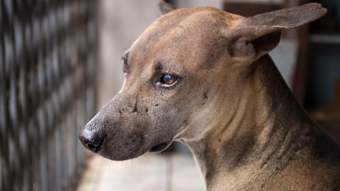 Can Dogs Have PTSD? PostTraumatic Stress Disorder in dogs revealed