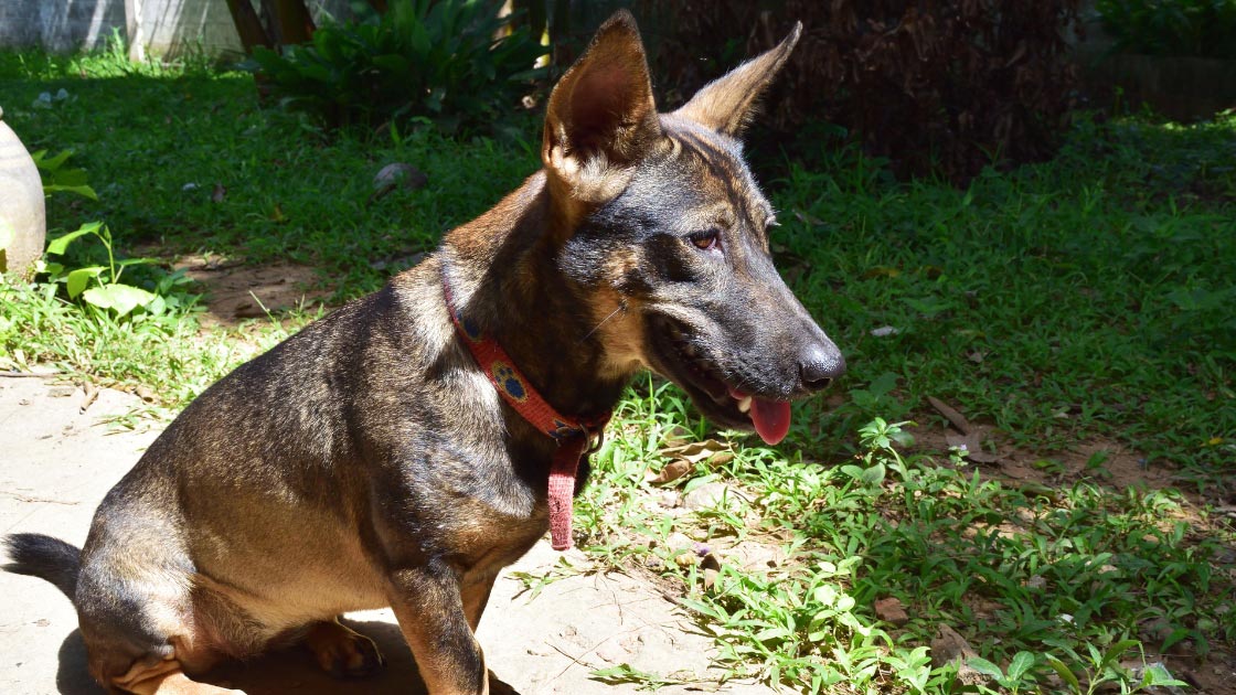 Picture of Is Your Dog Afraid of Grass? Here’s What You Need to Know