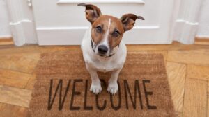 dog anxious with visitors, dog sat on welcome mat