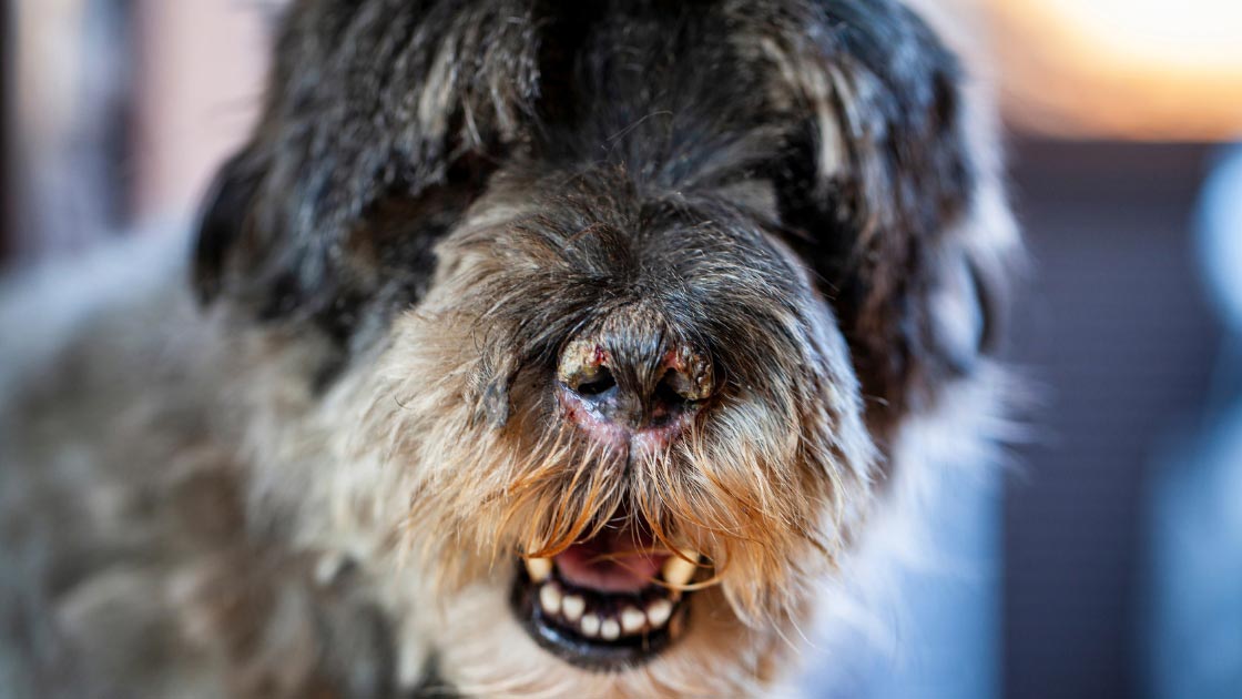 The Surprising Reason Behind Your Dog Rubbing Their Nose Raw Is
