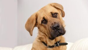 deaf dog anxiety - dog tilting his head