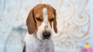 dog scared of roomba, anxious dog