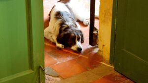 dog afraid of doorway - dog lying down outside the doorway
