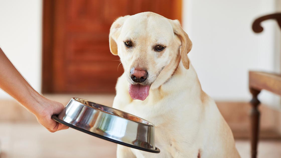 Is Your dog scared of water bowl? Unlock Their Confidence ... - Water Bowls For Anxious Dogs