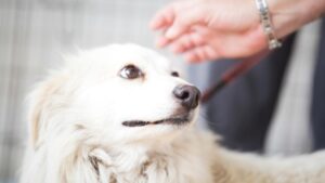 how to approach a scared dog