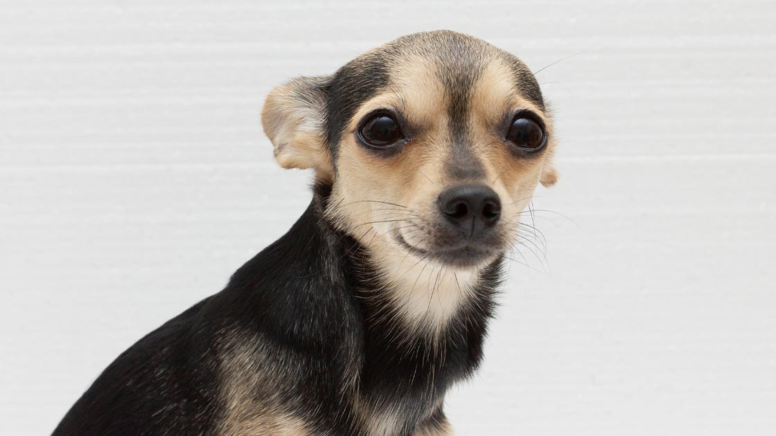 Dog Suddenly Afraid of the Kitchen? Here’s Why