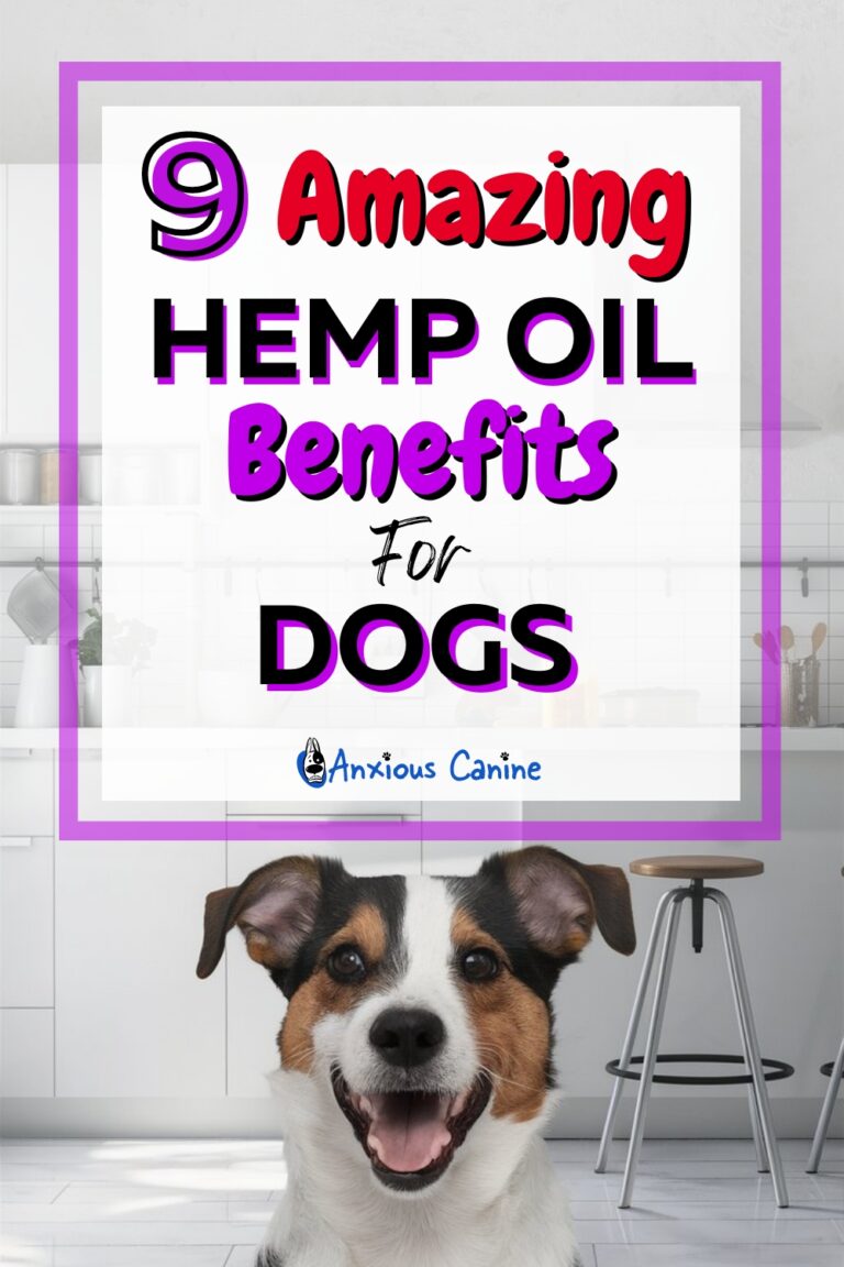 Benefits Of Hemp Oil For Dogs