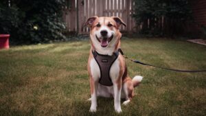 A brown and white dog wearing a black harness sits on a green lawn in front of a wooden fence, with a leash attached.